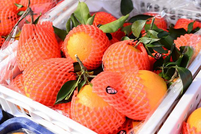 北京新發(fā)地果品市場(chǎng) 蜜桔、愛媛、贛南臍橙搶“鮮”上市，果香四溢迎雙節(jié)